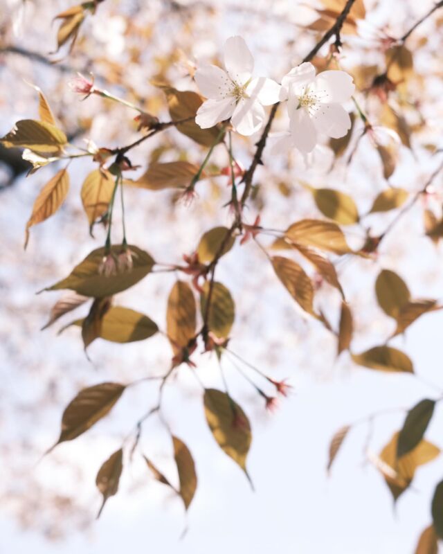 ⁂

咲き始めてる桜、今週頑張って耐えてほしい。

雨とか風とか、春だなあ...

#桜開花
#ヤマザクラ
#山桜
#山桜が好き
#桜が咲いた
#春が好き
#山が好き
#花が好き
#自然が好き
#アウトドアが好き