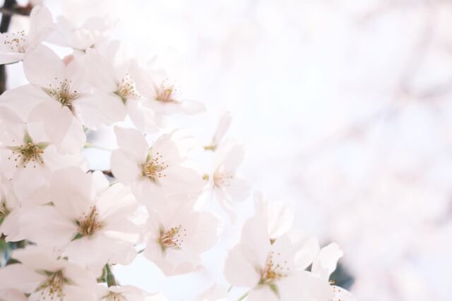 ⁂

柔らかい色
柔らかい風
柔らかい空気
柔らかい気持ち

何もかもやわらか〜い春がきた。

１年で一番好きな季節。

新緑の山が楽しみだ。

・
・
・

冬から春はさくっと気持ちを切り替えるタイプ。

#桜開花
#ソメイヨシノ
#染井吉野
#桜が咲いた
#春が好き
#山が好き
#花が好き
#自然が好き
#アウトドアが好き