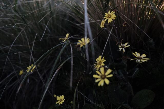 ⁂

ウスユキソウみたいな花を発見して興奮した。

同じようにふわふわしていた。

２０２３-２０２４
Te Araroa in NZ

#teararoa
#teararoanewzealand
#tararuaranges
#tararuaforestpark
#テアラロア
#テアラロアニュージランド
#ロングトレイル
#ロングディスタンスハイキング
#ロングトレイルハイカー
#山が好き
#自然が好き
#ロングトレイルが好き
#海外ロングトレイル
#山歩き
#山旅
#longtrail
#longdistancehiking 
#longtrailhiker
#trampingnewzealand 
#mountainhike
#hikenewzealand