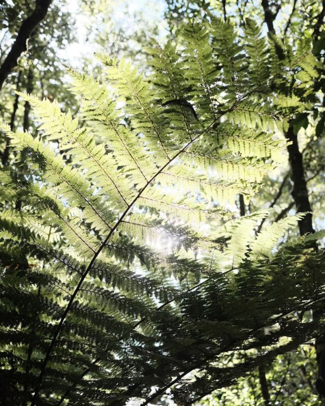 ⁂

２０２３-２０２４
Te Araroa in NZ

#teararoa
#teararoanewzealand
#tararuaranges
#tararuaforestpark
#テアラロア
#テアラロアニュージランド
#ロングトレイル
#ロングディスタンスハイキング
#ロングトレイルハイカー
#山が好き
#自然が好き
#ロングトレイルが好き
#海外ロングトレイル
#山歩き
#山旅
#longtrail
#longdistancehiking 
#longtrailhiker
#trampingnewzealand 
#mountainhike
#hikenewzealand