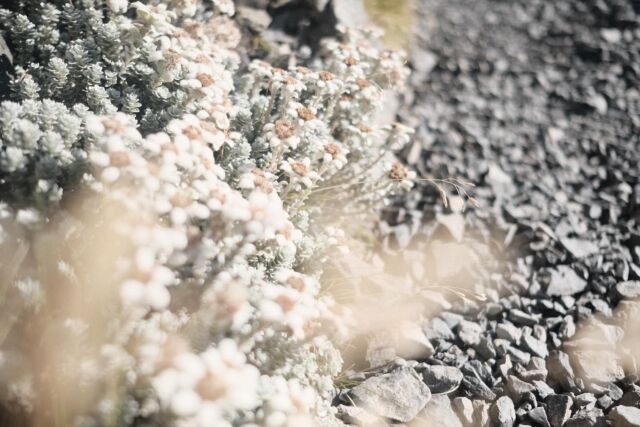 ⁂

サウスアイランド・エーデルワイス / South Island Edelweiss

高山帯で見かけて気になっていたウスユキソウに似た花。ニュージーランドの固有種らしい。見つけるたびに触り心地をチェック。３月のAvalanche Peakではもう終わりかけ。

２０２３-２０２４
Te Araroa in NZ

#teararoa
#teararoanewzealand
#arthurspassnatinalpark
#arthurspassnz
#avalanchepeak
#arthurspassvillage
#southislandedelweiss
#テアラロア
#テアラロアニュージランド
#ロングトレイル
#ロングディスタンスハイキング
#ロングトレイルハイカー
#山が好き
#自然が好き
#ロングトレイルが好き
#海外ロングトレイル
#山歩き
#山旅
#longtrail
#longdistancehiking 
#longtrailhiker
#trampingnewzealand 
#mountainhike
#hikenewzealand