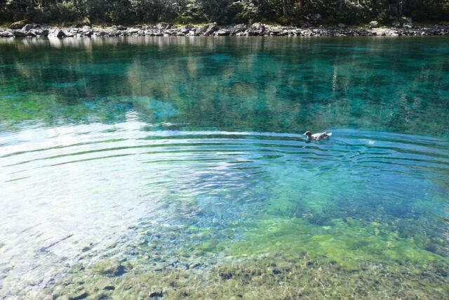 ⁂

宝石のような色をしたBlue Lakeはどこまでも透き通っていて、何人のハイカーが泳ぎたい衝動を抑えただろうか。

人間は禁止事項が多い。水鳥が羨ましい。

２０２３-２０２４
Te Araroa in NZ

#teararoa
#teararoanewzealand
#bluelake
#bluelakenz
#bluelakehut
#nelsonlakesnationalpark
#テアラロア
#テアラロアニュージランド
#ロングトレイル
#ロングディスタンスハイキング
#ロングトレイルハイカー
#山が好き
#自然が好き
#ロングトレイルが好き
#海外ロングトレイル
#山歩き
#山旅
#longtrail
#longdistancehiking 
#longtrailhiker
#trampingnewzealand 
#mountainhike
#hikenewzealand