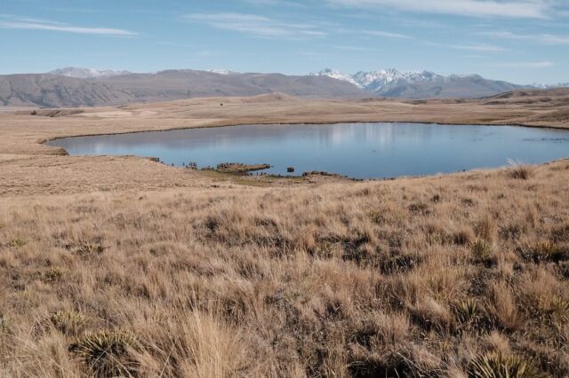 ⁂

４ＷＤの歩きやすい道をゆく。途中のMario Lakeで確信したけど、ニュージーランドは湖の景色がとても美しい。稜線やピークからの景色よりも好きかもしれない。

なぜだかこのセクションにはサンドフライが全然いない。自由に休めるとはなんと快適なことか。日本の山では普通なことに、えらく感動してしまった。

マイケルにRangitata Riverを渡るか聞かれた。この先また大きな川にぶつかって、前回よりさらに大きな迂回を強いられる。ただ、今回は条件さえ良ければ渡れる。「もし渡るなら助けるから大丈夫だよ」と言ってくれる仲間たちには、ありがとうの言葉しかでない。

果てしない草の中を歩き終え、トレイルから少し逸れたキャンプ場へ。オーナーが渡渉について詳しく教えてくれた。増水すると１８０cmくらいあるオーナー以上の深さになるらしい。「シュノーケル持ってる！？」と、冗談を言ってもらえるくらいでとりあえずよかった。緊張しながら朝を待った。

Day９６：Double Hut － Mt.Potts Lodge  ３９.４７km

２０２３-２０２４
Te Araroa in NZ

#teararoa
#teararoanewzealand
#rangitatariver
#maorilakes
#テアラロア
#テアラロアニュージランド
#ロングトレイル
#ロングディスタンスハイキング
#ロングトレイルハイカー
#山が好き
#自然が好き
#ロングトレイルが好き
#海外ロングトレイル
#山歩き
#山旅
#longtrail
#longdistancehiking 
#longtrailhiker
#trampingnewzealand 
#mountainhike
#hikenewzealand